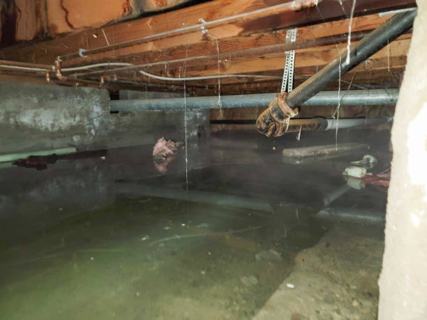 Best Flood damage cleanup  in Hunters Creek Village, TX
